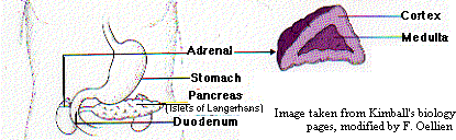 Adrenal Medulla