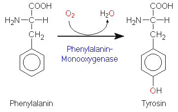 Phenylalanin -> Tyrosin