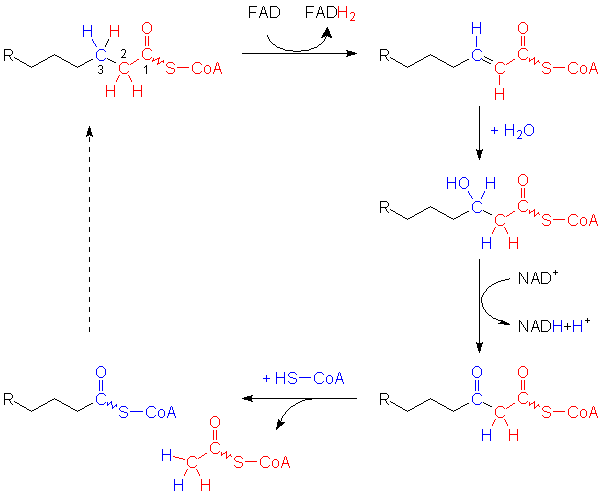 ß-Oxidation