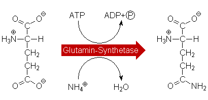 Glutamin-Synthetase