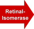 Retinal-Isomerase