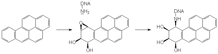 Benzpyren + DNA