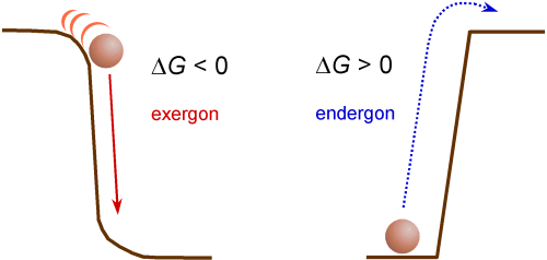exergon / endergon