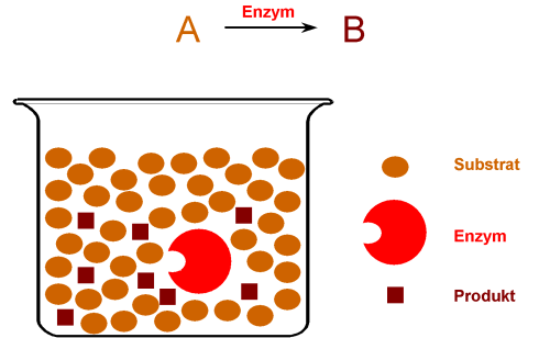Enzymatische Reaktion