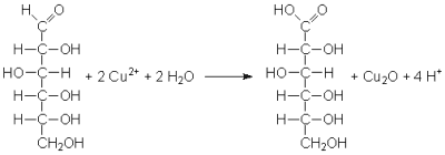 Oxidation von Glucose