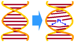 cis-Platin + DNA