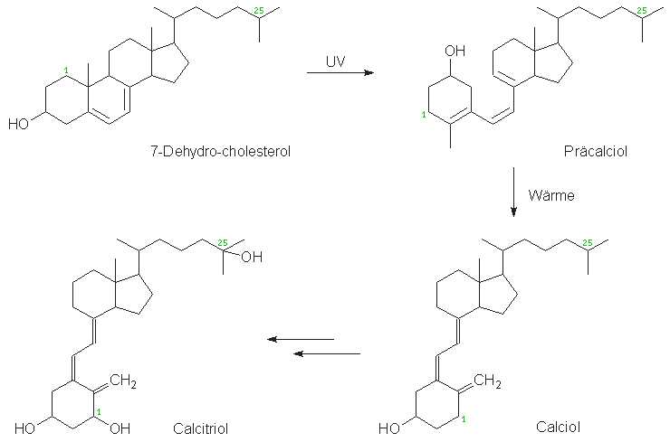 Calcitriol-Biosynthese