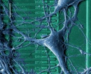 Neuron eines Rattengehirns auf einem Siliziumchip