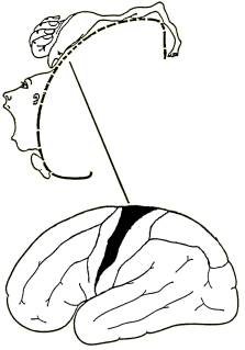 Karte des menschlichen Körpers im somatosensorischen Kortex des Gehirns